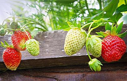 拳头像素风新游《班德尔城物语：英雄联盟外传》预告 明年发售